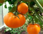 Tomato Persimmon, Ophalen of Verzenden, Voorjaar, Volle zon, Zaad