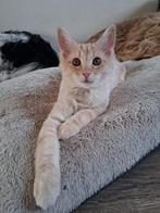 Maine coon katertje, Dieren en Toebehoren, Kater, Ontwormd, 0 tot 2 jaar