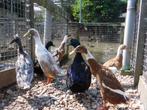 Indische loopeenden | Verschillende kleuren | Woerden, Dieren en Toebehoren, Mannelijk, Eend