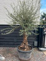 Olea europeae olijfboom ruwe stam, Tuin en Terras, 100 tot 250 cm, Olijfboom, Zomer, Ophalen