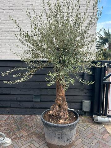 Olea europeae olijfboom ruwe stam beschikbaar voor biedingen