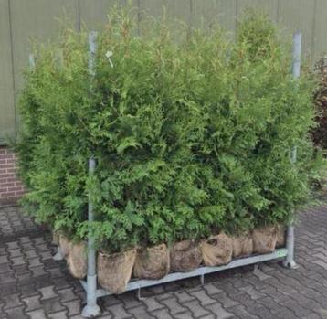 Thuja coniferen AKTIE beschikbaar voor biedingen