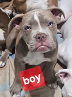 Pocket Bully, Dieren en Toebehoren, 15 weken tot 1 jaar, Rabiës (hondsdolheid), Meerdere, Meerdere dieren