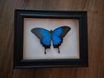 Papilio ulysses vlinder in lijst, Ophalen of Verzenden, Zo goed als nieuw, Insect, Opgezet dier