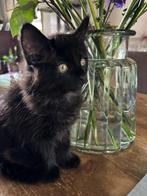 Prachtige Main Coon kitten, Dieren en Toebehoren, Katten en Kittens | Raskatten | Langhaar, Kater, Ontwormd, 0 tot 2 jaar
