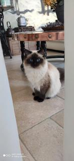 Prachtig katertje Sibeer x Ragdoll 10 maanden, Kater, Met stamboom