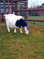 Lief geitje bijna gratis !, Dieren en Toebehoren, Schapen, Geiten en Varkens, Vrouwelijk, Geit