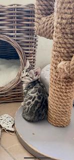 Bengaal Silver Katertjes uit kampioenen lijn met stamboom, Dieren en Toebehoren, Kater, Gechipt, 0 tot 2 jaar