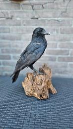 Zeer mooie opgezette kraai, Verzamelen, Ophalen of Verzenden, Zo goed als nieuw, Vogel, Opgezet dier