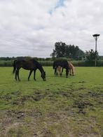 Kleinschalige pensionstal Eindhoven, Dieren en Toebehoren, Stalling en Weidegang, Opfok