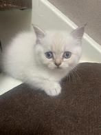 Britse korthaar kittens, Dieren en Toebehoren, Meerdere dieren