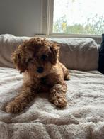 Prachtige maltipoo pup reu 11 weekjes, Dieren en Toebehoren, Poedel, Nederland, Meerdere dieren, Eén hond