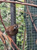 Bruinmasker gaailijsters, Dieren en Toebehoren, Vogels | Overige Vogels, Meerdere dieren, Tropenvogel, Geringd