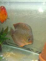 Discus xl, Dieren en Toebehoren, Vissen | Aquariumvissen, Vis