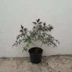Zwarte vlier | Sambucus nigra 'Black lace' | 3 voor 30, Ophalen, Zomer, Volle zon