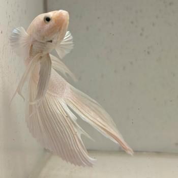 Betta splendens man 41 beschikbaar voor biedingen
