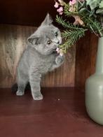 Super schattige Britse Korthaar kittens😻(mogen mee!), Dieren en Toebehoren, Katten en Kittens | Raskatten | Korthaar, Kater, Ontwormd