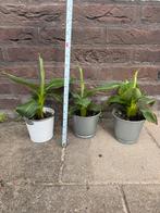 Bananenplant, Ophalen, Overige soorten, Minder dan 100 cm