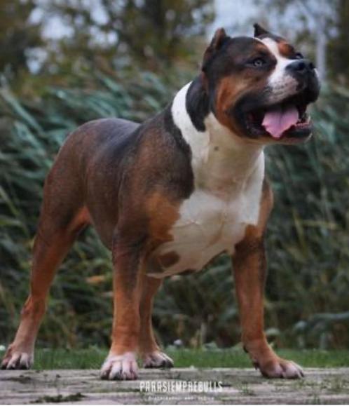 American bully xl dekreu, Dieren en Toebehoren, Honden | Dekreuen, Reu, Particulier, Eén hond, Nederland, 6 jaar of ouder, CDV (hondenziekte)
