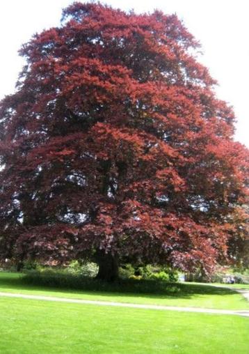 Rode beuk | Fagus Sylvatica Purpurea | beukenboom | OP = OP beschikbaar voor biedingen