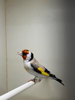 Majoor putter, Mannelijk, Wildzangvogel