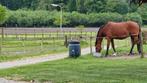 Braaf recreatiepaard, Dieren en Toebehoren, Paarden, Merrie, Gechipt, L, 11 jaar of ouder