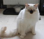 Ragdoll dekkater, cinnamon drager( NIET TE KOOP), Dieren en Toebehoren, Katten en Kittens | Dekkaters