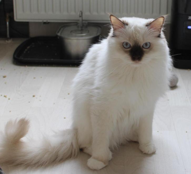Ragdoll dekkater, cinnamon drager( NIET TE KOOP), Dieren en Toebehoren, Katten en Kittens | Dekkaters