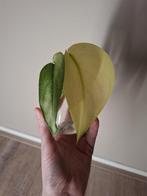 Scindapsus Treubii Moonlight Variegata, Huis en Inrichting, Kamerplanten, Ophalen of Verzenden, Overige soorten, Minder dan 100 cm