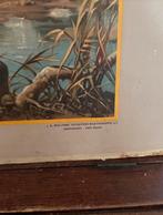 Vintage Schoolplaat, Ophalen, Natuur en Biologie
