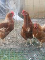 3 kippen, Dieren en Toebehoren, Vrouwelijk, Kip