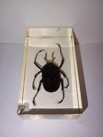 insect in epoxy hars 19, Ophalen of Verzenden, Nieuw, Insect, Opgezet dier