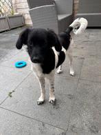 Friese Stabij te koop, Dieren en Toebehoren, Rabiës (hondsdolheid), 15 weken tot 1 jaar, Teef, Eén hond