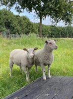 Gezocht flevolander schapen, Dieren en Toebehoren, Schapen, Geiten en Varkens, Vrouwelijk, Schaap