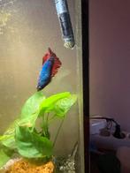 Beta vis, Dieren en Toebehoren, Vis