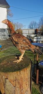 Parrot beak Aseel, Dieren en Toebehoren, Vrouwelijk, Kip