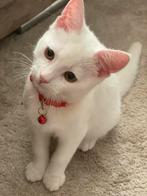 Prachtig kitten voor, Dieren en Toebehoren, Katten en Kittens | Raskatten | Korthaar, Poes