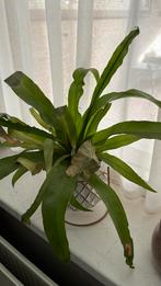 Kamerplant inclusief bloempot, Huis en Inrichting, Kamerplanten, Ophalen of Verzenden, Halfschaduw, Minder dan 100 cm