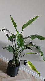 Strelitzia Nicolai (Paradijsvogelplant) in pot, 100 tot 150 cm, Overige soorten, In pot, Groene kamerplant