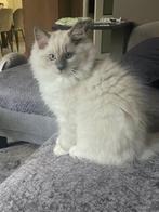 Prachtige Ragdoll kitten te koop, Dieren en Toebehoren, Katten en Kittens | Raskatten | Langhaar, Kater, Ontwormd, 0 tot 2 jaar
