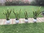 Sanseveria, Tuin en Terras, Ophalen