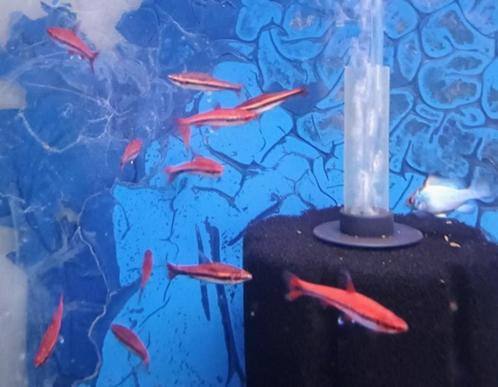 Nannostomus beckfordi super red!!!, Dieren en Toebehoren, Vissen | Aquariumvissen, Zoetwatervis, Vis