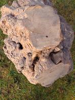 WORTEL OLIJFBOOM, Doe-het-zelf en Verbouw, Hout en Planken, Ophalen, Overige typen, Nieuw, 50 mm of meer