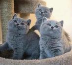 Britse korthaar kittens, Dieren en Toebehoren, Katten en Kittens | Raskatten | Korthaar, Meerdere dieren, Ontwormd, 0 tot 2 jaar