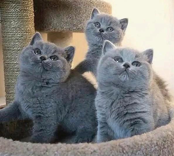 Britse korthaar kittens, Dieren en Toebehoren, Katten en Kittens | Raskatten | Korthaar, Meerdere dieren, 0 tot 2 jaar, Ontwormd