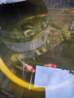 Oranda redcap

Sluierstaarten, Dieren en Toebehoren, Vis