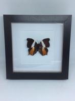 vlinder charaxes, Ophalen of Verzenden, Nieuw, Insect, Opgezet dier