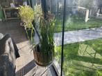 Olifantenpoot beaucarnea, Huis en Inrichting, Ophalen, 100 tot 150 cm, Overige soorten, Halfschaduw