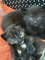 Boederij kittens europese korthaar., Dieren en Toebehoren, Poes, Kortharig, 0 tot 2 jaar