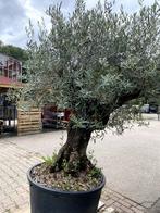 Prachtige grote olijfboom, Tuin en Terras, Planten | Bomen, Ophalen of Verzenden, 100 tot 250 cm, Olijfboom, Zomer
